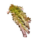 Purple Cabomba (Cabomba Pulcherrima) - AquaticMotiv