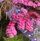 Red Root Floaters (Phyllanthus Fluitans) - AquaticMotiv