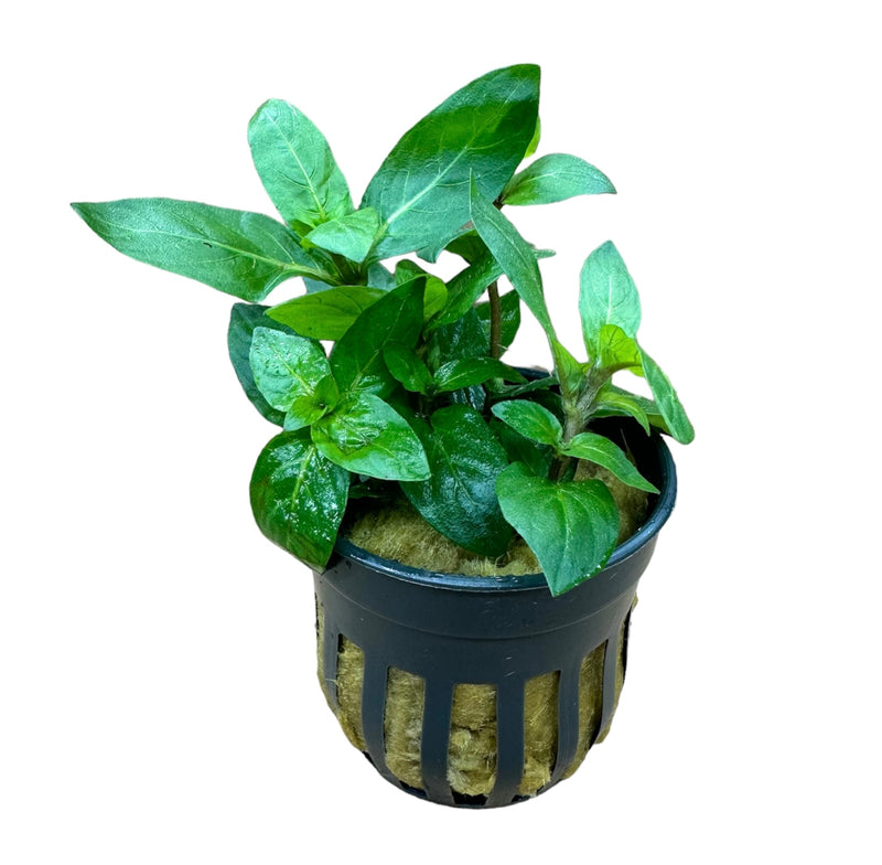 Staurogyne Repens Pot - [AquaticMotiv]