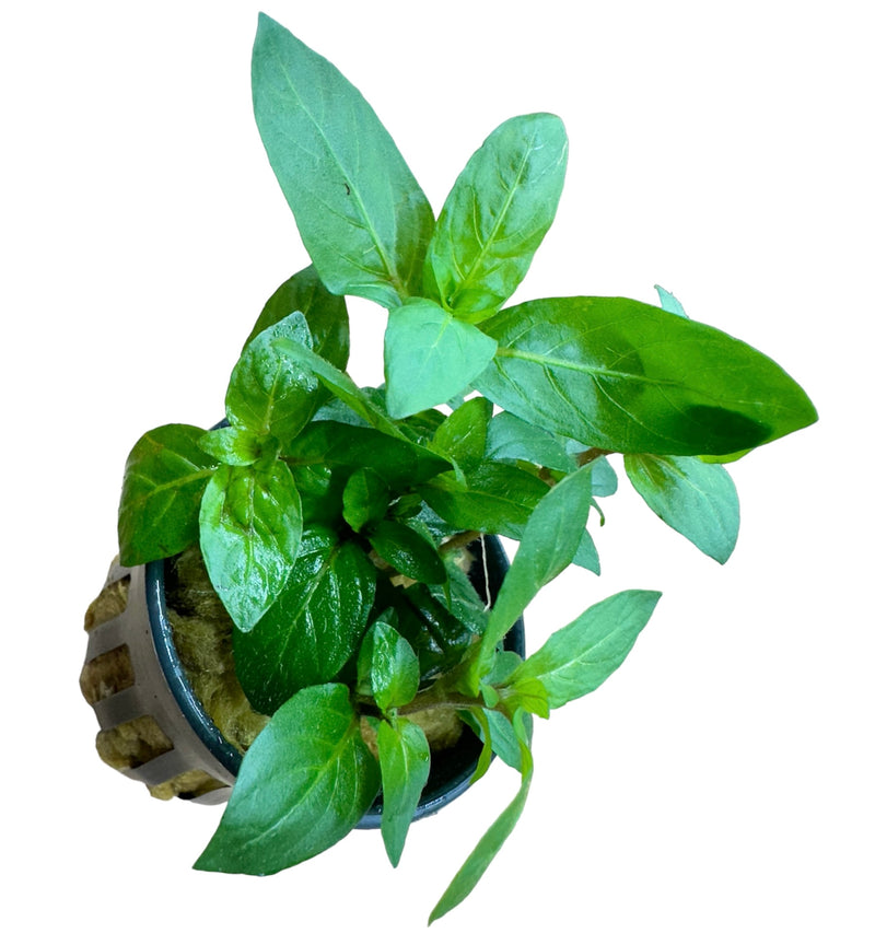 Staurogyne Repens Pot - [AquaticMotiv]