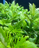 Water Wisteria (Hygrophila difformis) Pot - [AquaticMotiv]