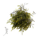Willow Moss (Fontinalis Antipyretica) Portion - [AquaticMotiv]