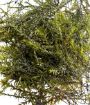 Willow Moss (Fontinalis Antipyretica) Portion - [AquaticMotiv]