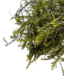 Willow Moss (Fontinalis Antipyretica) Portion - [AquaticMotiv]