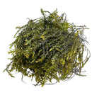 Willow Moss (Fontinalis Antipyretica) Portion - [AquaticMotiv]