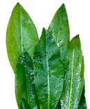 Amazon Sword Plant (Echinodorus amazonicus) - [AquaticMotiv]