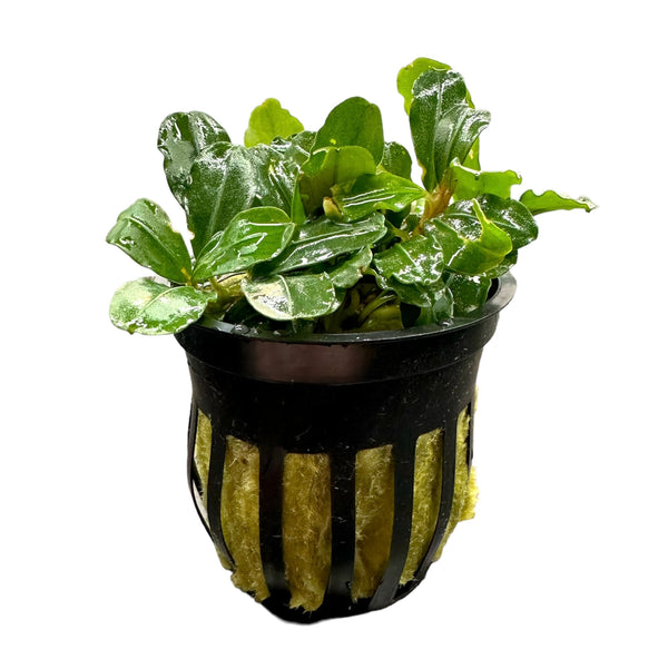 Bucephalandra Boyan Pot - [AquaticMotiv]