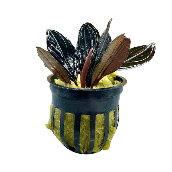 aquaticmotiv-plants-stem-