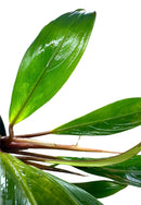 Bucephalandra Goliath - [AquaticMotiv]