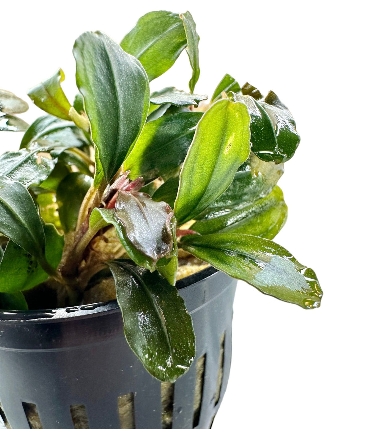 水草 Bucephalandra sp.NKhelena Bucephalandra Helena | AquaticMotiv