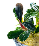 Bucephalandra Hellfire - [AquaticMotiv]