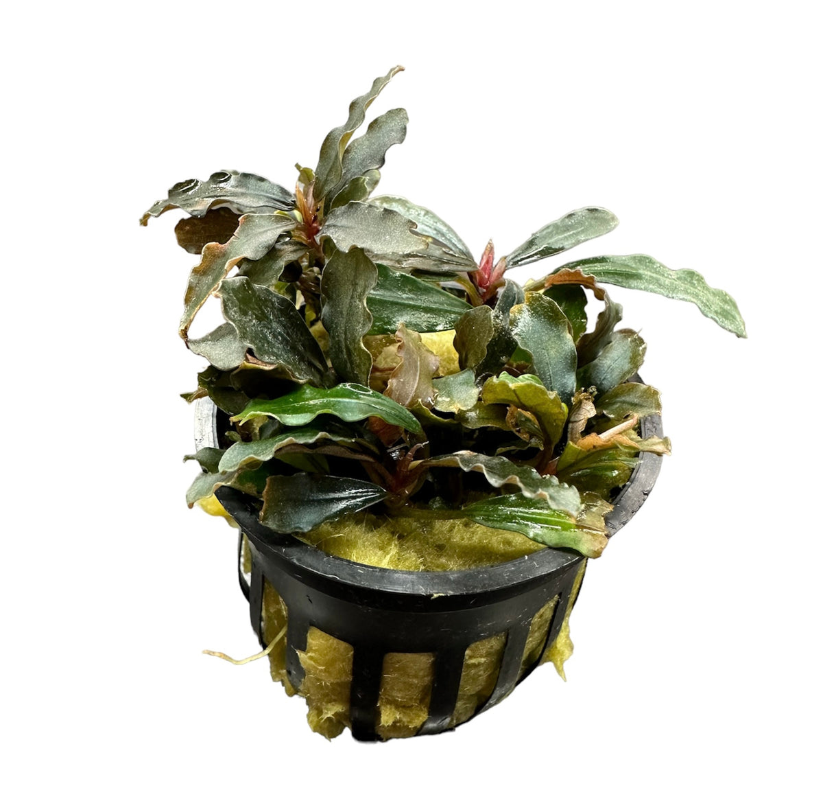 水草 Bucephalandra sp.\"Kudangan\" Bucephalandra sp. Kudangan Mini Round Bucephalandra Kedagang