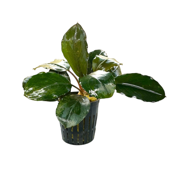aquaticmotiv-plants-stem-