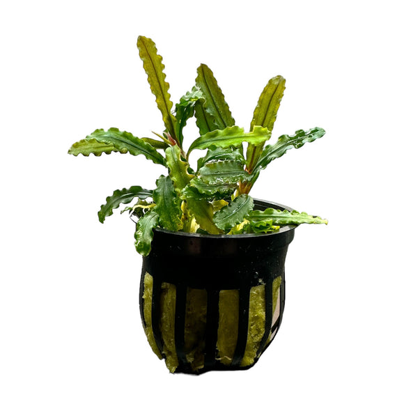 【公式】アクセサリーの激安通販 aquaticmotiv-plants-stem- 水草