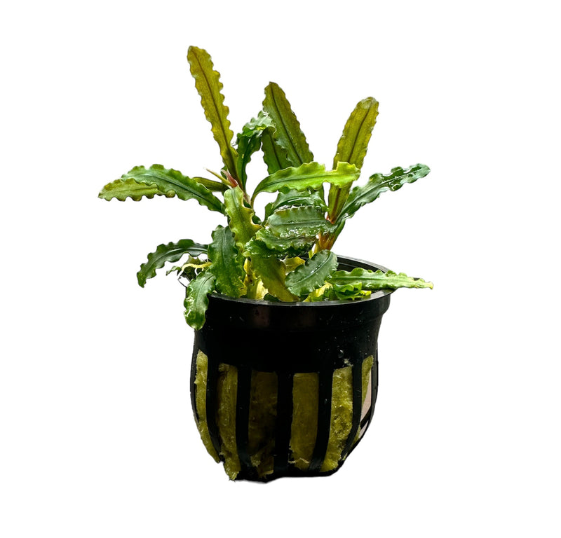 Bucephalandra Velvet Pot - [AquaticMotiv]