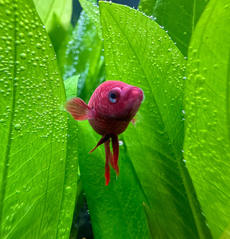 AquaticMotiv® Betta pack - 4 plants - [AquaticMotiv]