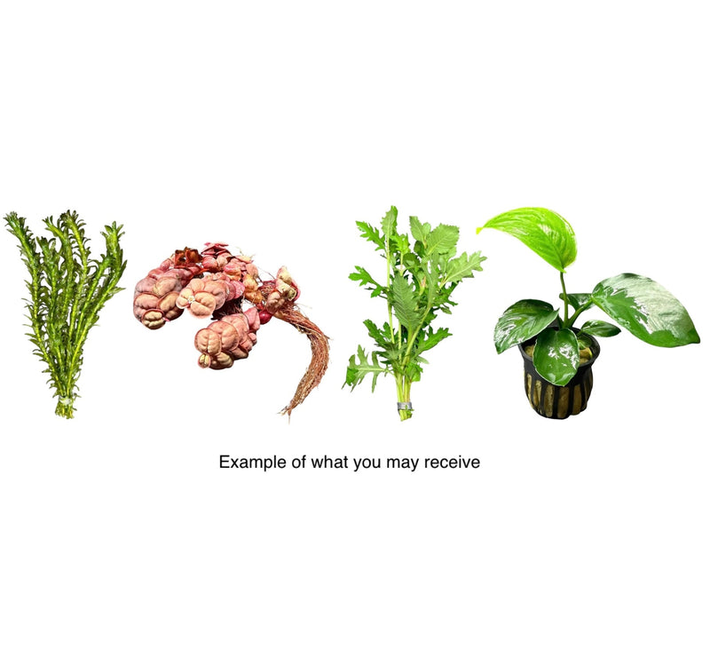 AquaticMotiv® Betta pack - 4 plants - [AquaticMotiv]