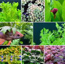 AquaticMotiv Betta pack: Green leafy aquatic plant with blue accents