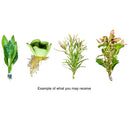AquaticMotiv® Betta pack - 4 plants - [AquaticMotiv]