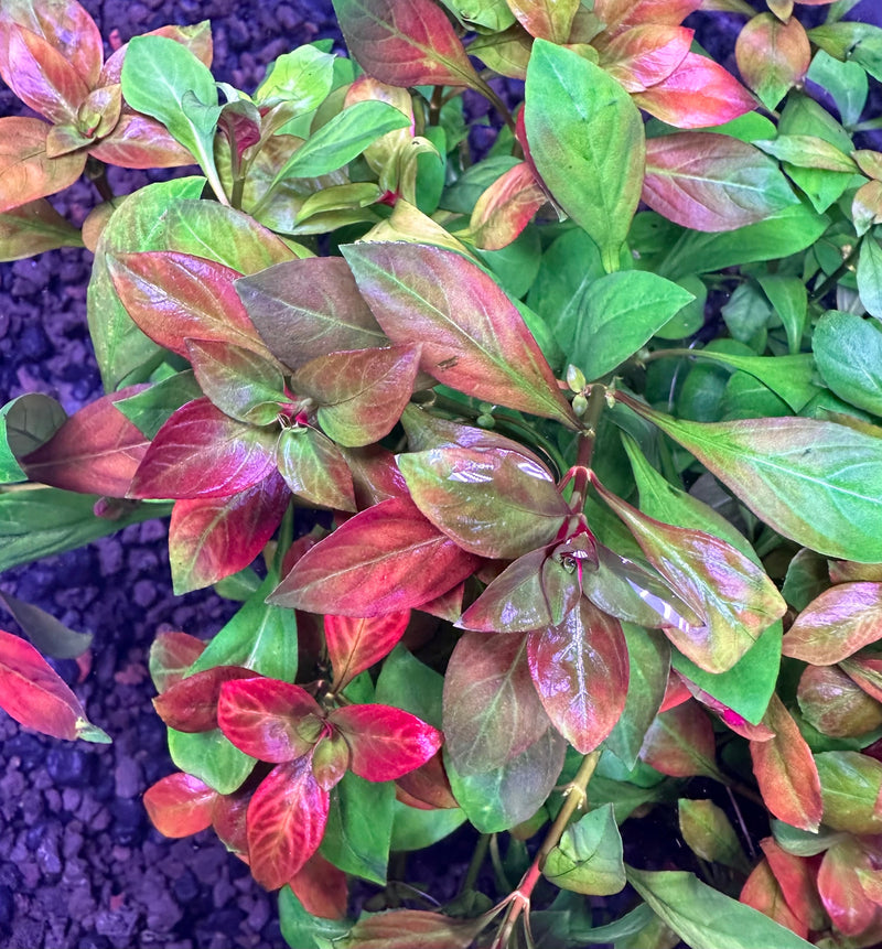 AquaticMotiv® Grower's Choice Bundle - 6 plants - [AquaticMotiv]