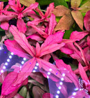 AquaticMotiv® Grower's Choice Bundle - 6 plants - [AquaticMotiv]