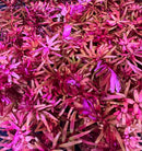 Vibrant pink and purple AquaticMotiv flower petals in dense bundle arrangement