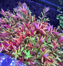 Vibrant red and green java moss in AquaticMotiv Grower’s Choice Bundle aquarium