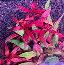 AquaticMotiv® Grower's Choice Bundle - 6 plants - [AquaticMotiv]