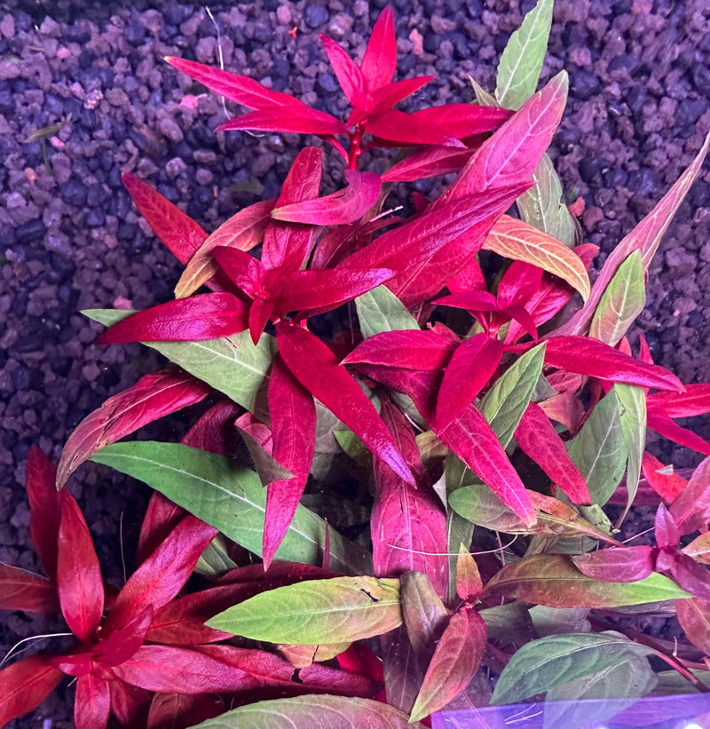 AquaticMotiv® Grower's Choice Bundle - 6 plants - [AquaticMotiv]