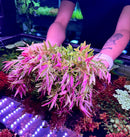 Vibrant pink and green AquaticMotiv fronds for aquarium bundle