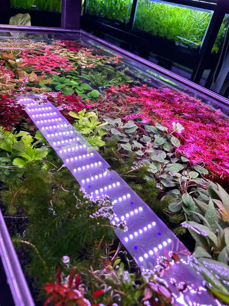AquaticMotiv Growers Choice Bundle LED grow light strip with purple white lights for 6 plants
