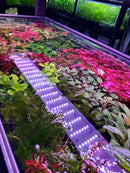 AquaticMotiv® Grower's Choice Bundle - 6 plants - [AquaticMotiv]