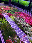 AquaticMotiv Growers Choice Bundle LED grow light strip with purple white lights for 6 plants