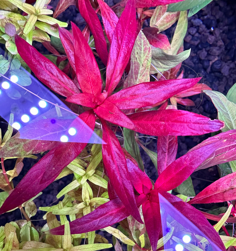 AquaticMotiv® Grower's Choice Bundle - 6 plants - [AquaticMotiv]