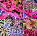 AquaticMotiv Grower’s Choice Bundle with pink-purple LED grow light panel for 6 aquatic plants