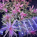 AquaticMotiv® Grower's Choice Bundle - 6 plants - [AquaticMotiv]