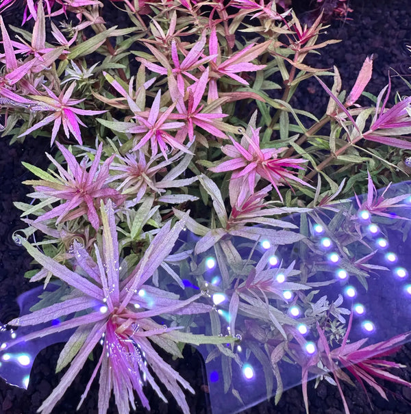 Stem plant propagation guide