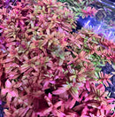 Pink and green AquaticMotiv Growers Choice terrarium kit with vibrant leaves