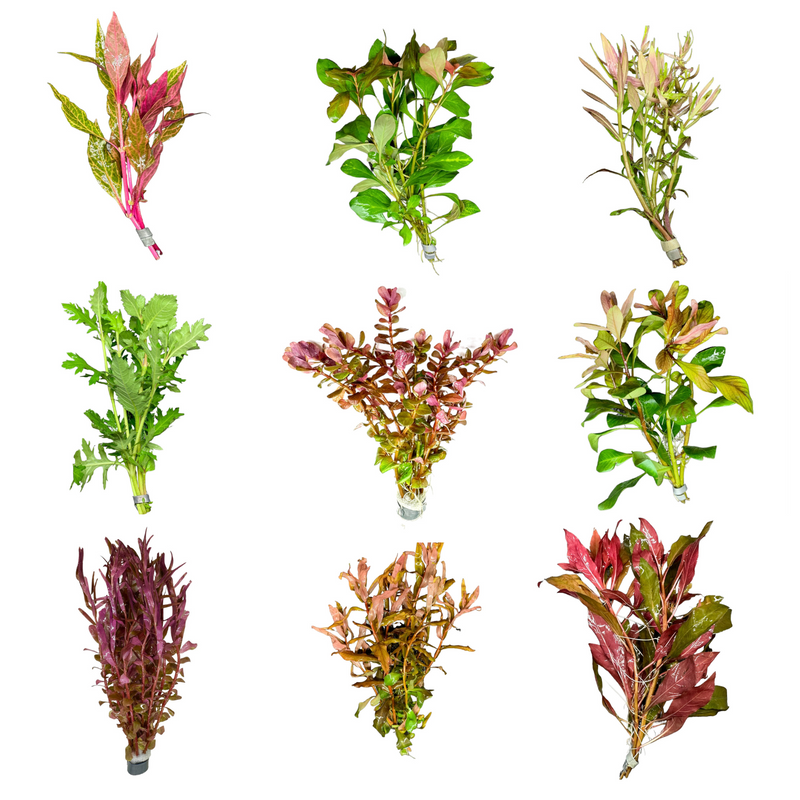 AquaticMotiv® Grower's Choice Bundle - 6 plants - [AquaticMotiv]