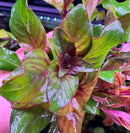 AquaticMotiv® Grower's Choice Bundle - 6 plants - [AquaticMotiv]