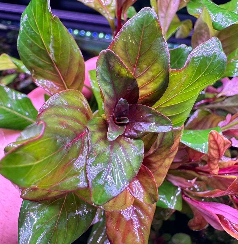 AquaticMotiv® Grower's Choice Bundle - 6 plants - [AquaticMotiv]