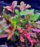 Vibrant red green Ludwigia plant in AquaticMotiv Growers Choice Bundle