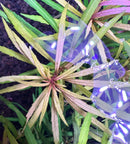 AquaticMotiv® Grower's Choice Bundle - 6 plants - [AquaticMotiv]