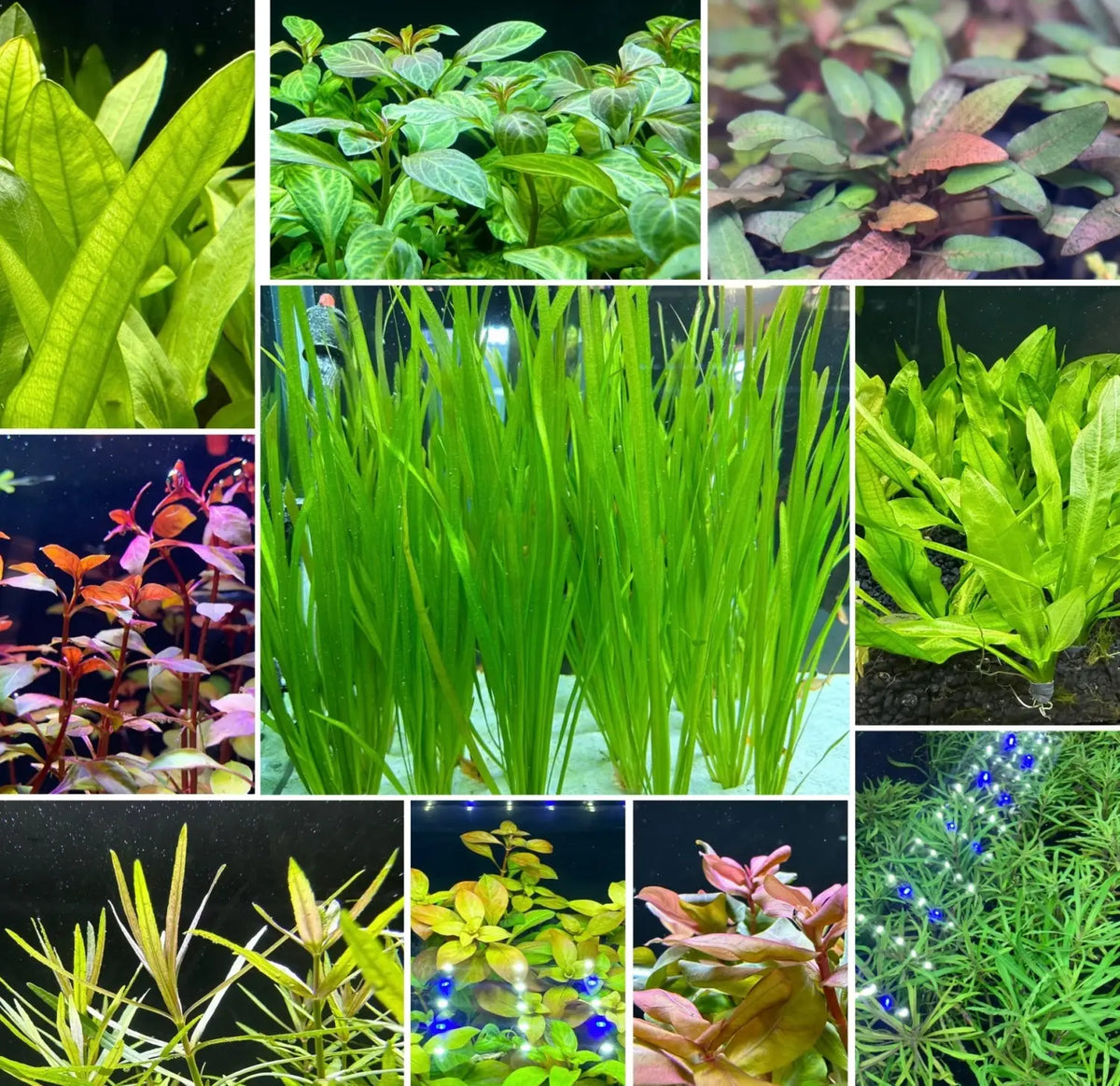 aquarium plant pot Potted Aquarium Plant Pack for Instant Greenery