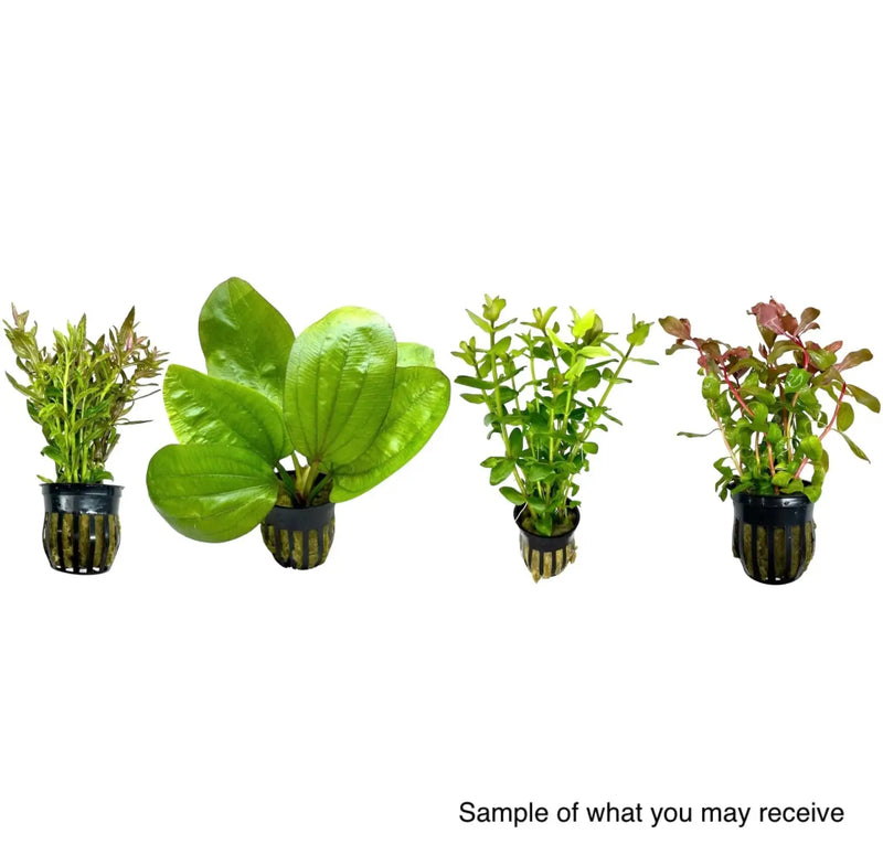keeping aquarium plants in pots Potted Aquarium Plant Pack for Instant Greenery