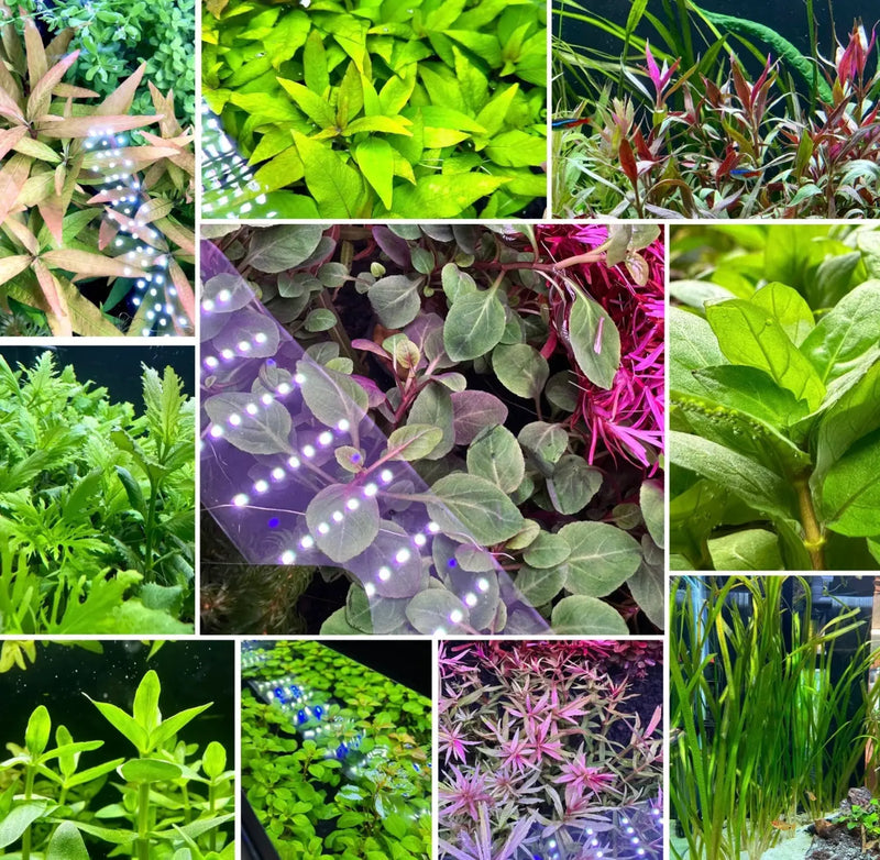 can you leave aquarium plants in pots Potted Aquarium Plant Pack for Instant Greenery