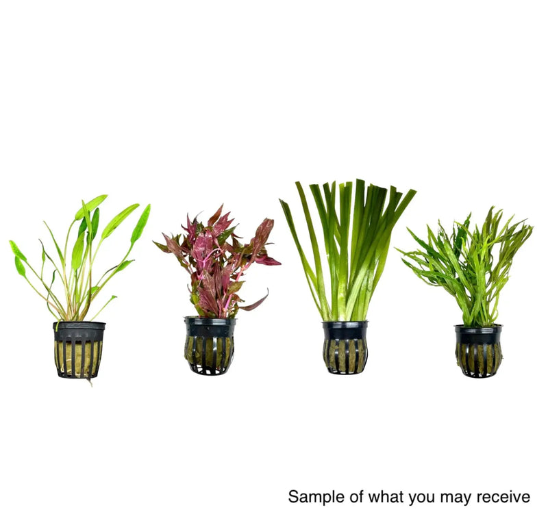 Potted Aquarium Plant Pack for Instant Greenery