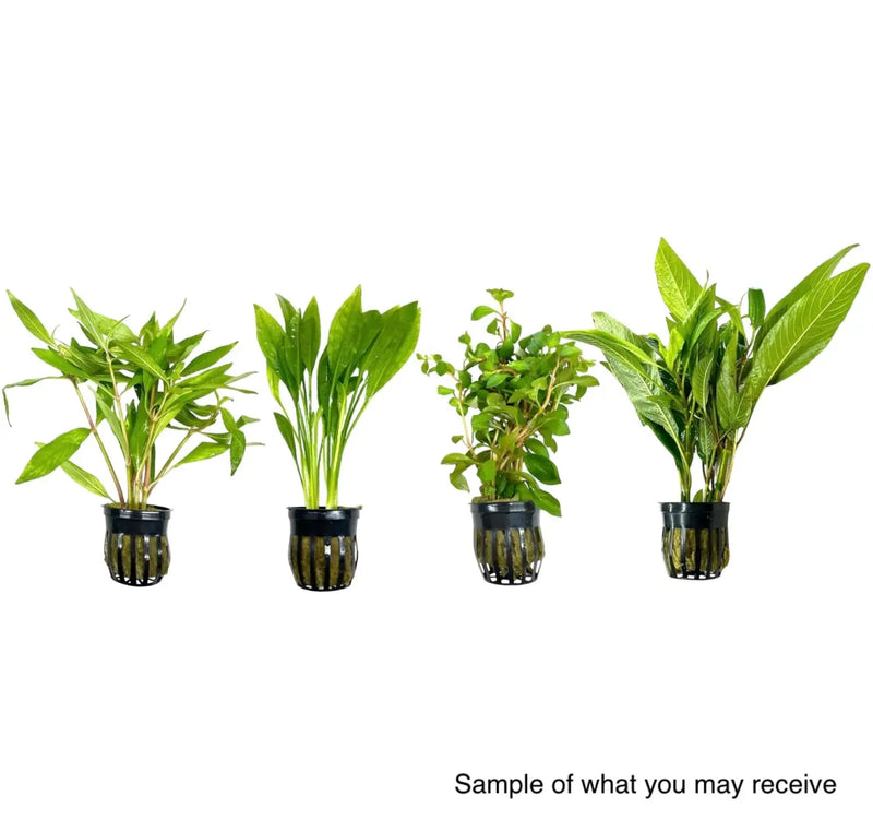 keeping aquarium plants in pots Potted Aquarium Plant Pack for Instant Greenery