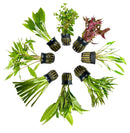 AquaticMotiv Potted Pack: Green aquatic plant in black netted pot for aquariums