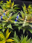 AquaticMotiv Value bundle with blue white LED fairy lights on green foliage
